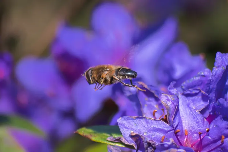 A bee hovers in front of a purple flower