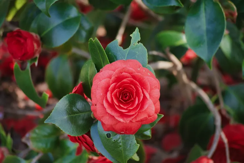 A bright red flower among glossy green leaves