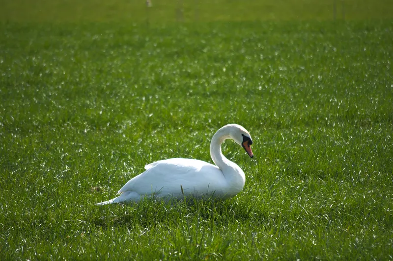 A white swan resting in a green meadow